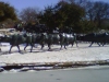 3-bull-statues